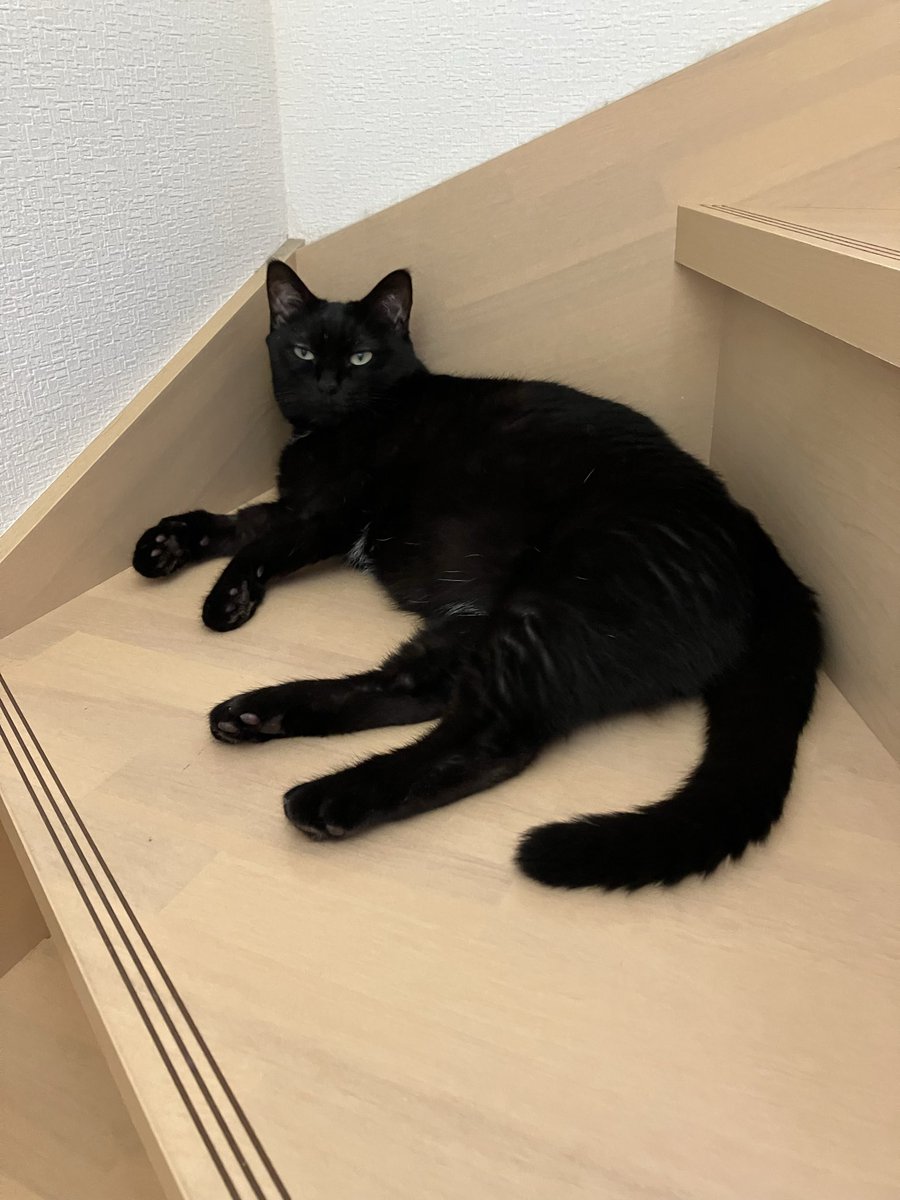 tanuochan2's tweet photo. あんまり知られてないようですが、
今日は #世界猫の日
世界中の猫ちゃんが穏やかに過ごせますように😊 https://t.co/8vqAclIMSE