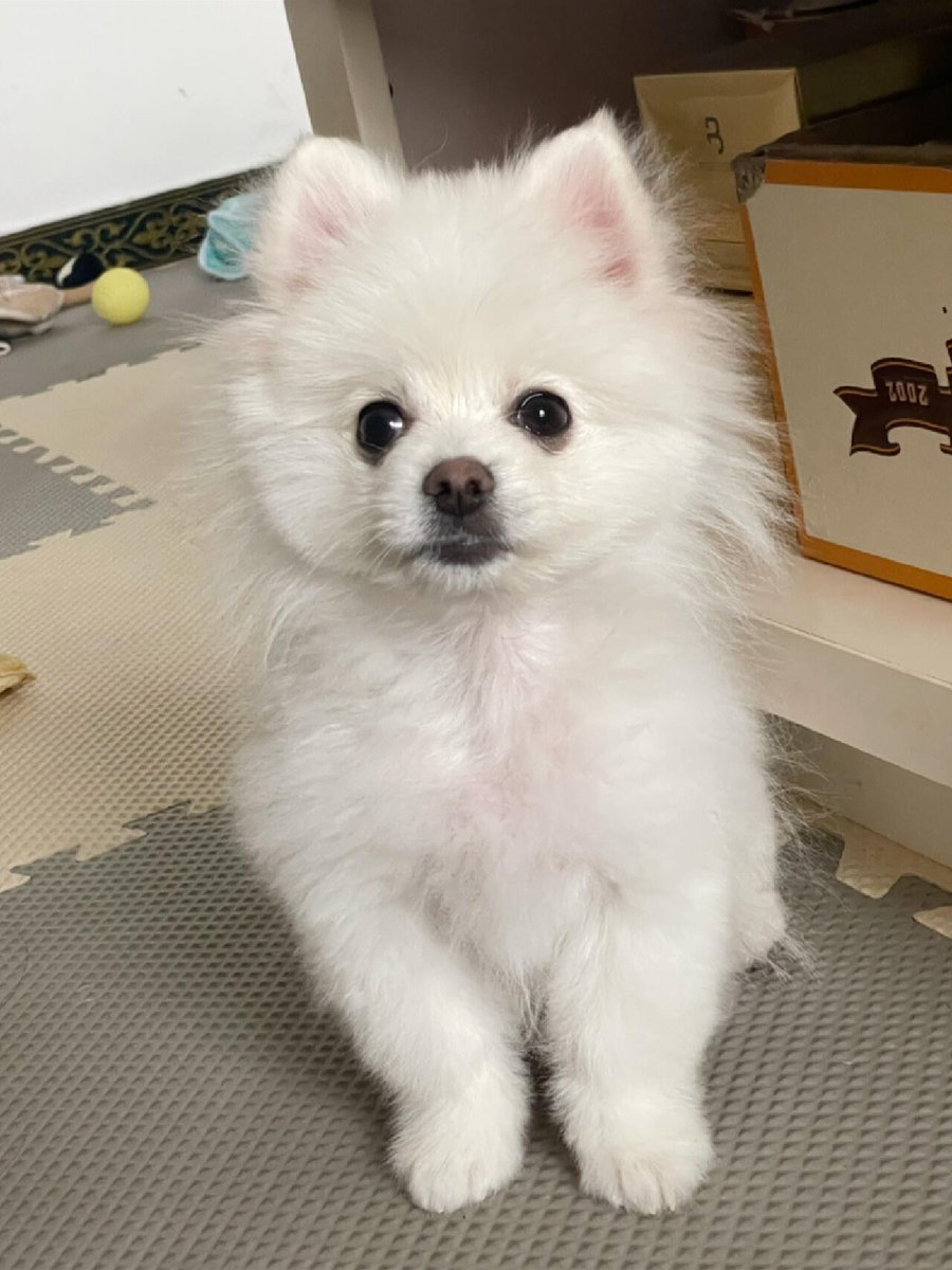 Kristin24ed's tweet photo. My puppy grew from a tiny fur ball to a bouncy buddy in just 6 months—all the tiny paw prints u0026 zoomies make every day worth it!， https://t.co/WhgqIXbnbW
