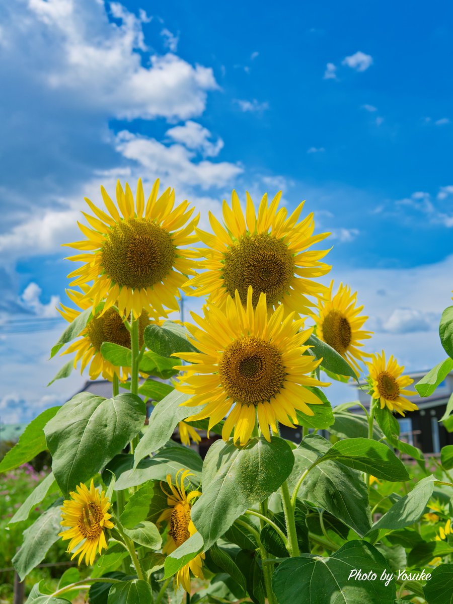 tyosukejs3's tweet photo. 今日はデートライドでここまで来ました🌻
ここは見頃ですが、先はじめのところもあり長く楽しめるかも🤔🌻🌻
駐車場付近にはコスモスも、もう咲いてました😳
#伊佐沼東岸花畑
#ERWAY
#写真好きな人と繋がりたい
#カメラ好きな人と繋がりたい https://t.co/H0cNTgnEwR