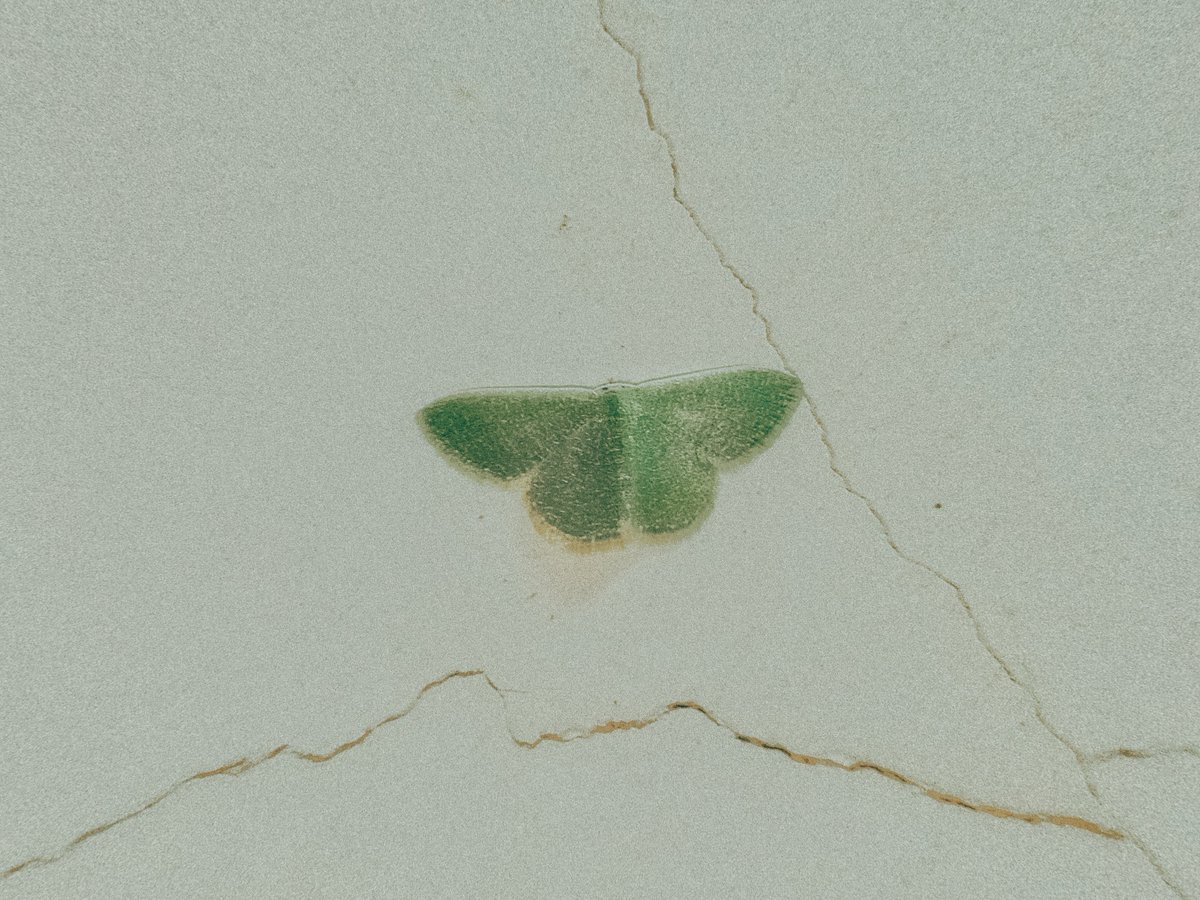arthextic's tweet photo. this little life. https://t.co/FRPUsSvUQ2