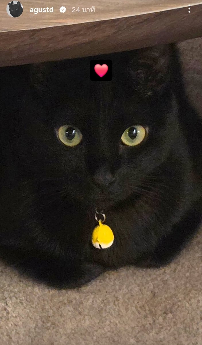 sawok_2min's tweet photo. ยุนกิมาโพสต์รูปน้องทังในวันแมวสากล😻✨

💜 วันนี้ 8 สิงหาคม 2026 คือ International Cat Day (วันแมวสากล) 🐱🐾 https://t.co/wFxPMWm79e