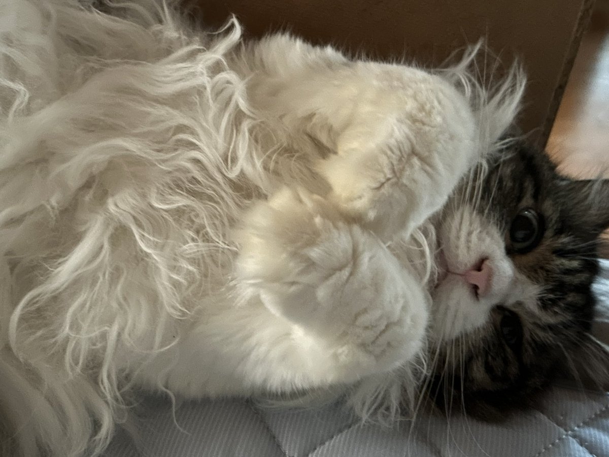 Vietjam5's tweet photo. #世界猫の日　#保護猫 
シャーシャー言ってた子がこんなにのんびりモフモフに育ってくれました！日々猫ちゃん達から幸せをもらってます😻
世界中の猫ちゃんが幸せに暮らせますように…🙏 https://t.co/d81yE8FRJj