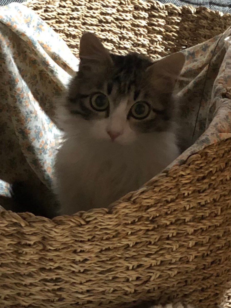 Vietjam5's tweet photo. #世界猫の日　#保護猫 
シャーシャー言ってた子がこんなにのんびりモフモフに育ってくれました！日々猫ちゃん達から幸せをもらってます😻
世界中の猫ちゃんが幸せに暮らせますように…🙏 https://t.co/d81yE8FRJj
