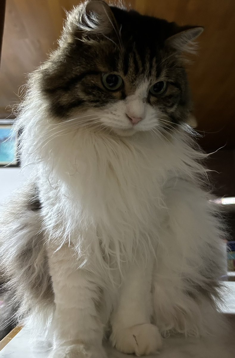 Vietjam5's tweet photo. #世界猫の日　#保護猫 
シャーシャー言ってた子がこんなにのんびりモフモフに育ってくれました！日々猫ちゃん達から幸せをもらってます😻
世界中の猫ちゃんが幸せに暮らせますように…🙏 https://t.co/d81yE8FRJj