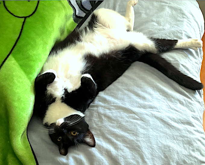 DUPONTBLUES's tweet photo. #Mitzi who turned 3 yrs old yesterday wishes you a SUPER HAPPY #CATURDAY π https://t.co/6P3vrZKftY