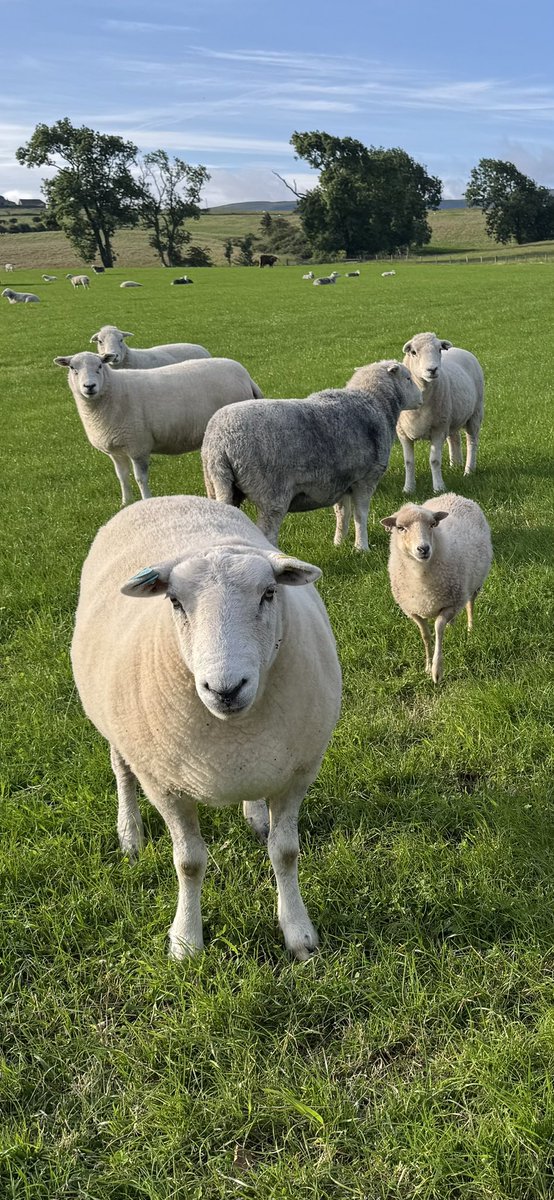Arnbeg's tweet photo. When I say I have a Ouessant sheep… and they’re the smallest breed of sheep in the world… this is the comparison 😍
#arnbegfarmstayscotland #petsheep #ouessant https://t.co/WnNXQgUk2h