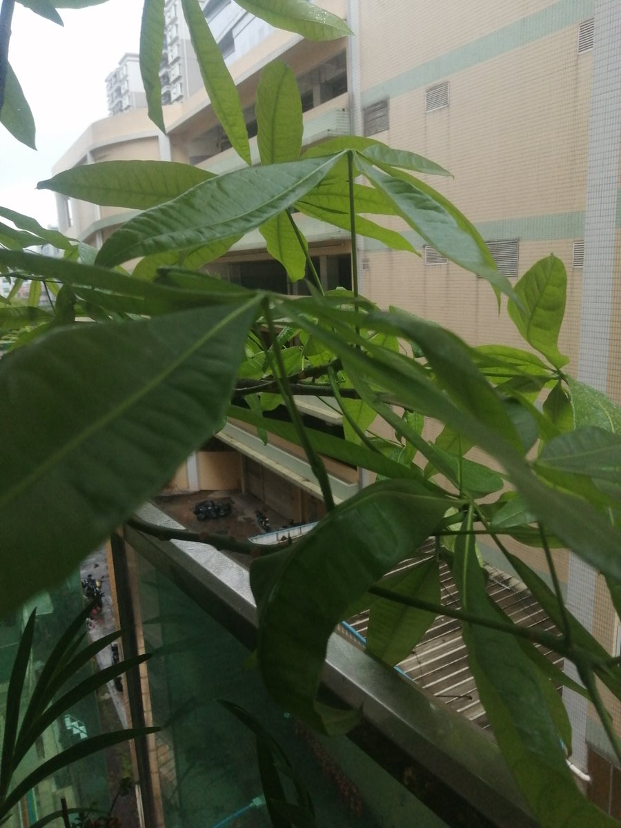 AnsDijk's tweet photo. Tiny tip for new plant parents! Rotate your potted plant  turn every week so it grows straight towards sunlight instead of tilting. https://t.co/Axk2w6TLYI