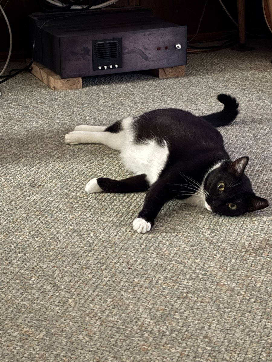 DUPONTBLUES's tweet photo. #Mitzi who turned 3 yrs old yesterday wishes you a SUPER HAPPY #CATURDAY π https://t.co/6P3vrZKftY