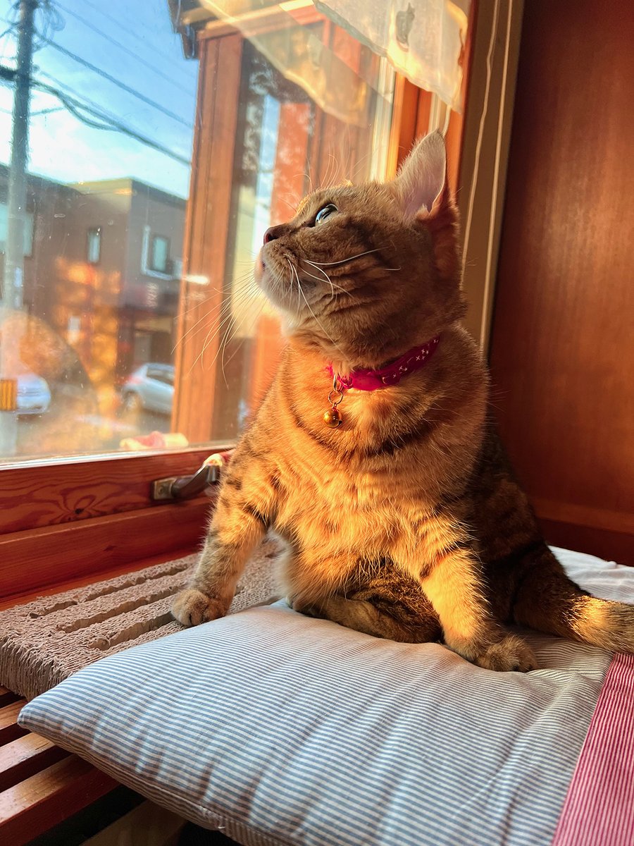 shojiyukiya's tweet photo. はい、夕暮れの猫上げときますねー。 https://t.co/yAWrAyXoJG
