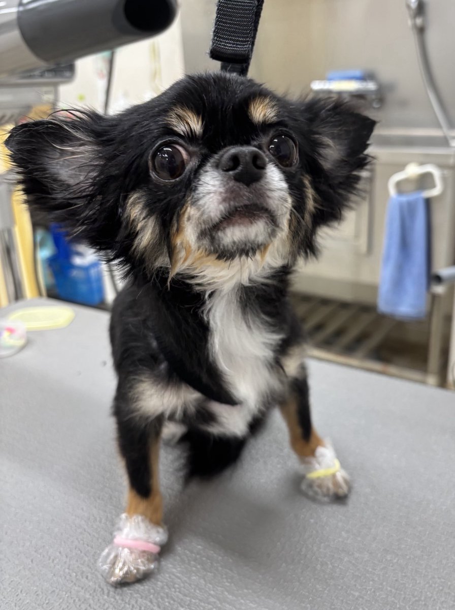 gZEJkwO7E6icY69's tweet photo. トリミングに来たよ〜🐶お風呂でたてで😍肉球パック～✨️ https://t.co/njAs1ADt5k