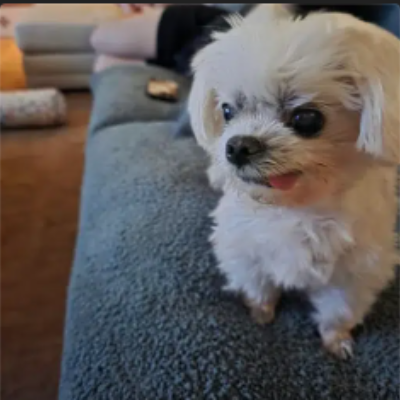 Kalijahsmith1's tweet photo. $ruby 52k

5WMztsyRSFveo3z2oDVPBNFi3GWaiWAfcVC1XDMKpump

$ruby (r/dog) — The Reddit Dog

Developers claim this is the earliest OG Ruby/Genny, released before the Reddit CEO even announced the mascot — basically “predicting” the official move.  

Background: Former Reddit CEO Yishan Wong confirmed he has a dog named Ruby, which turned into a community meme.  

Someone asked @Yishan: “Does Ruby’s mom approve of this token?”  
He replied: “Ok her mom said yes.”  

That reply got treated as unexpected “official endorsement.”  

Promoters are pushing hard that this is the real OG version — everything after it is just a vamp.  
Time for the original to run.