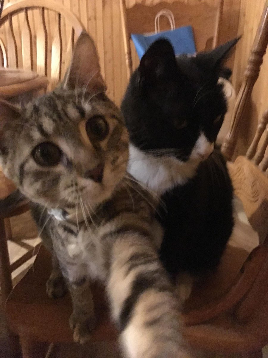 chuntamong's tweet photo. 세계 고양이의 날🐈🐈‍⬛ https://t.co/EmBC59LA7T