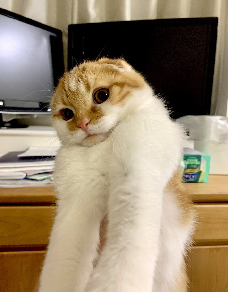 himaritomugi's tweet photo. どいつもこいつも怒ると反省ゼロでただただ反抗的な顔をする https://t.co/oHGUPYHDiK