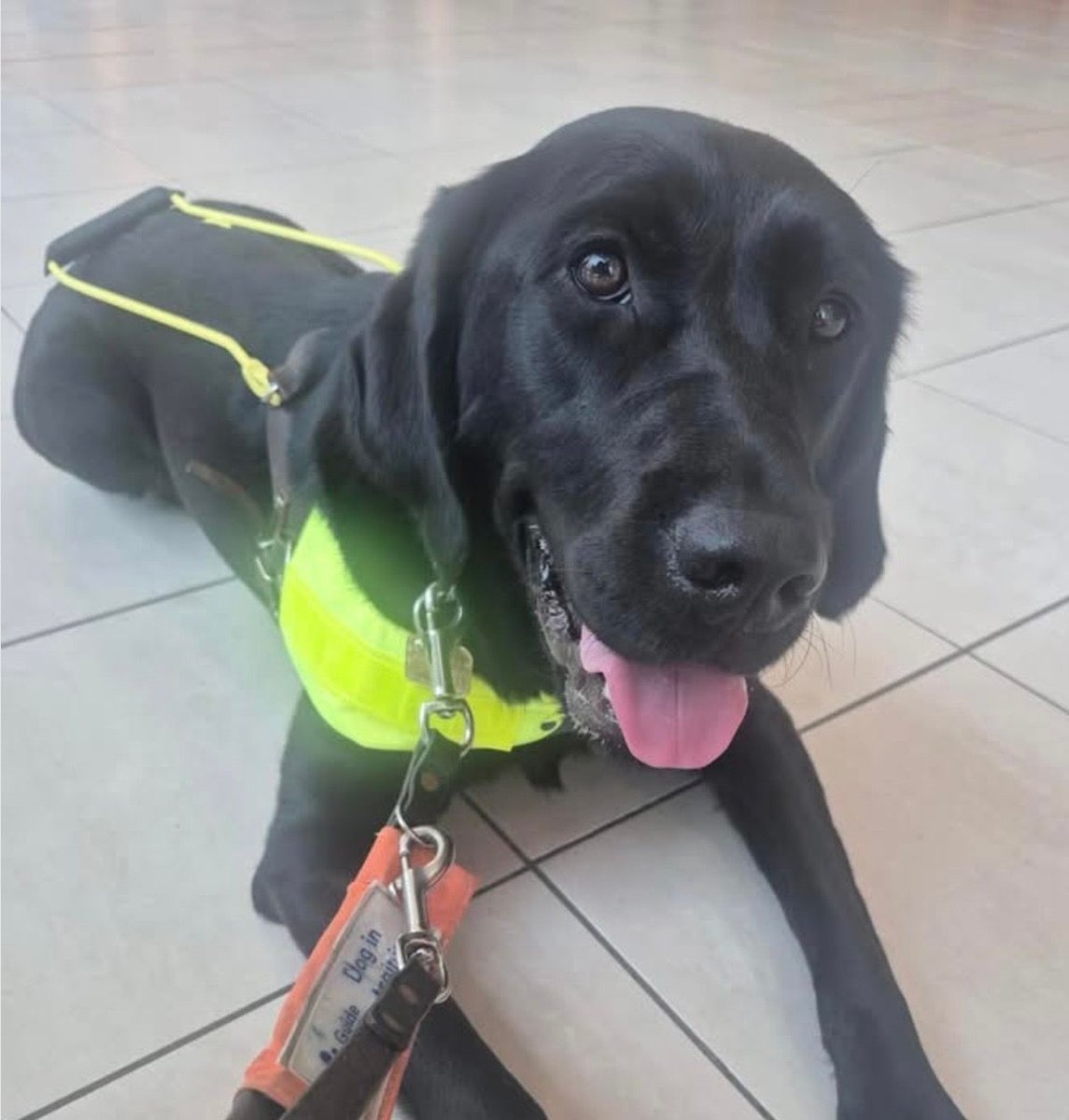 chorleyguidedog's tweet photo. #ShoutOutSaturday. We will be collecting at Tesco, Leyland today.  Looking forward to seeing you!  

#Chorley #GuideDogsUK #GuideDogs #GuideDogsForTheBlind https://t.co/n3PfN0UNcw