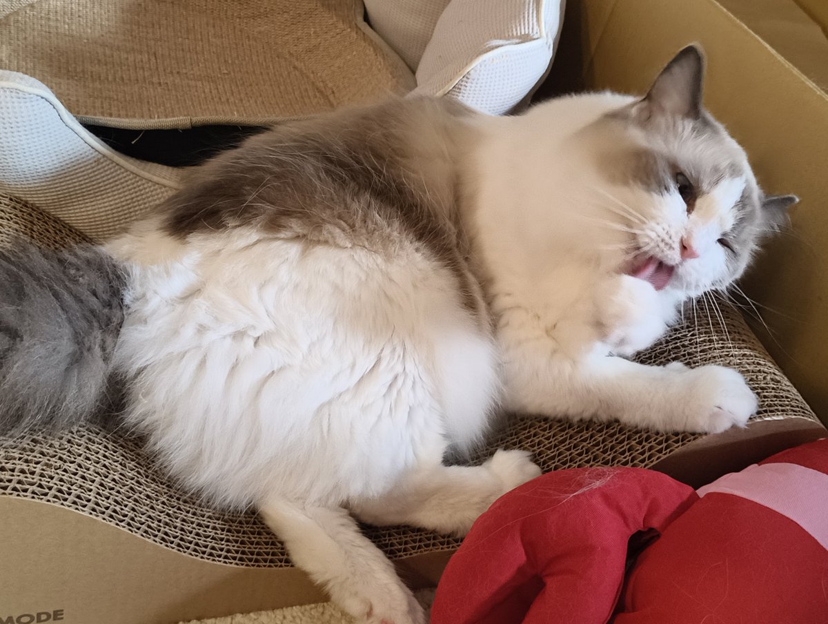 pogu_016's tweet photo. 猫の日らしい https://t.co/602Q6Y36Vw