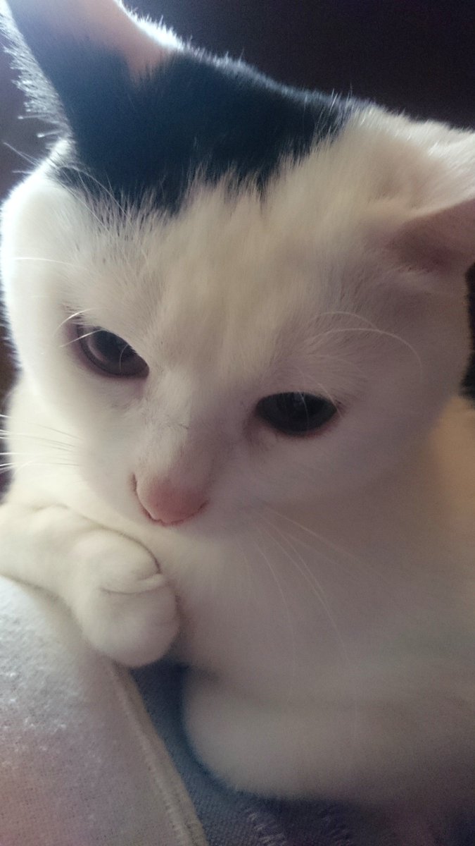 pecopecopop's tweet photo. 今日は世界猫の日だね🐾

#世界猫の日 https://t.co/EztJa69DxS