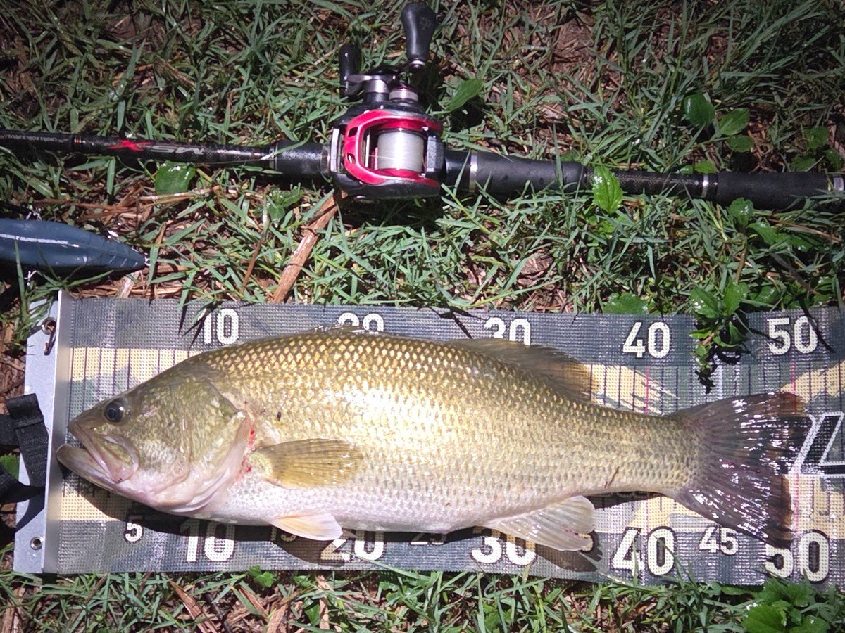 FukudomeMasaru's tweet photo. 今日の釣果
ｱﾍﾞﾝﾀｸﾛｰﾗｰで 50.5㎝(2000g)、ｳﾞｨｼﾞｮﾝ95で 42㎝、の計2本でした！

今回は某河川をヒジマンさんにガイドして頂きました😆
普段の釣りとは違って色んな気付きも有り楽しく釣りする事が出来ました！ありがとうございました！🫡 https://t.co/t9PlaSHiW5