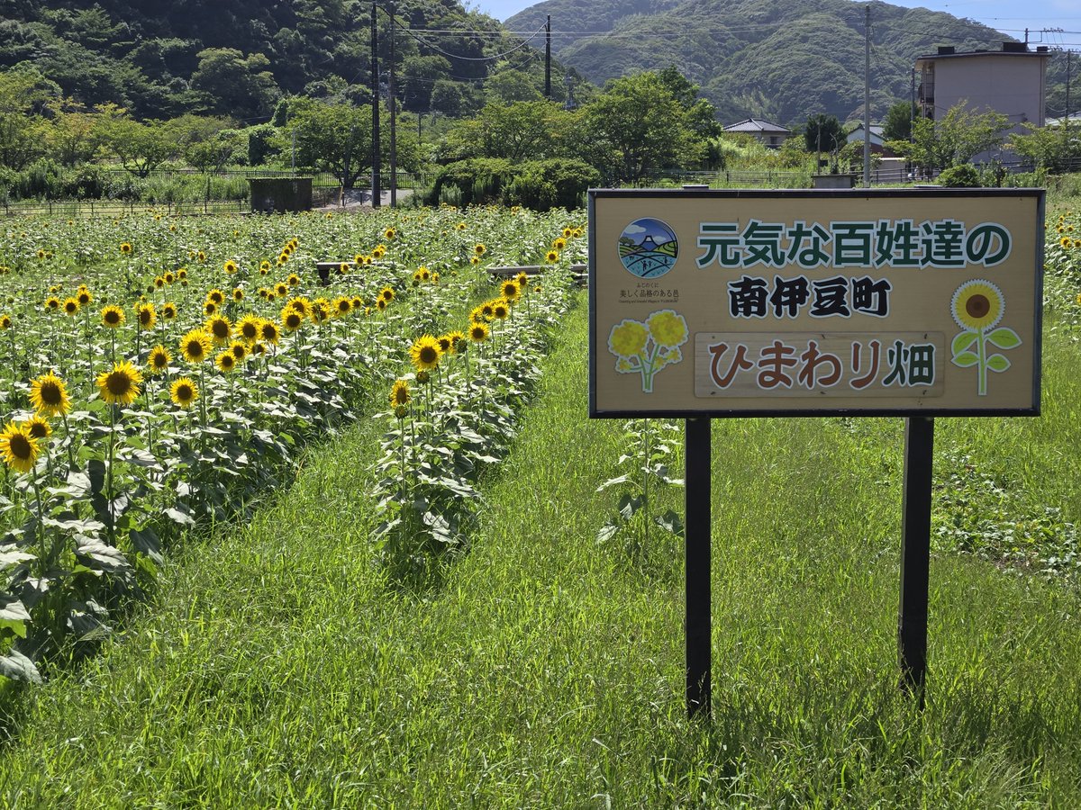 hanaboushi's tweet photo. 8/8(土) 台風ウネリの峠越え海水温上がったままを維持、
透明度も問題なしなので、ウネリおさまれば期待できます。
気がかりは15号と熱低のゆくえ #海水浴 #ヒリゾ浜 #恵比須島 #シュノーケリング #伊豆 https://t.co/idC2g1FmbL