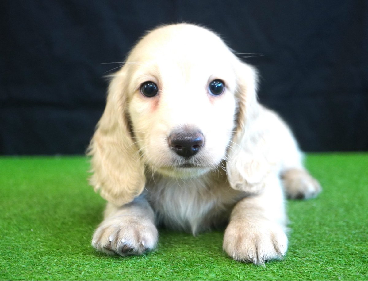 BERUZEDACHS's tweet photo. 子犬紹介🐶

６月27日生まれ　2兄妹
S.クリーム　♂
クリーム　♀
色素のしっかり乗ったクリームと久しぶりのS.クリームの子犬です。
興味がある方はお気軽にお問い合わせください。

https://t.co/bHo045WWtt

#愛媛県ブリーダー
#愛媛県新居浜市
#BERUZEDACHS
#ベルゼダックス https://t.co/Lf0UZOQ9z2