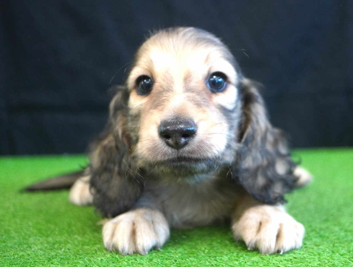 BERUZEDACHS's tweet photo. 子犬紹介🐶

６月27日生まれ　2兄妹
S.クリーム　♂
クリーム　♀
色素のしっかり乗ったクリームと久しぶりのS.クリームの子犬です。
興味がある方はお気軽にお問い合わせください。

https://t.co/bHo045WWtt

#愛媛県ブリーダー
#愛媛県新居浜市
#BERUZEDACHS
#ベルゼダックス https://t.co/Lf0UZOQ9z2