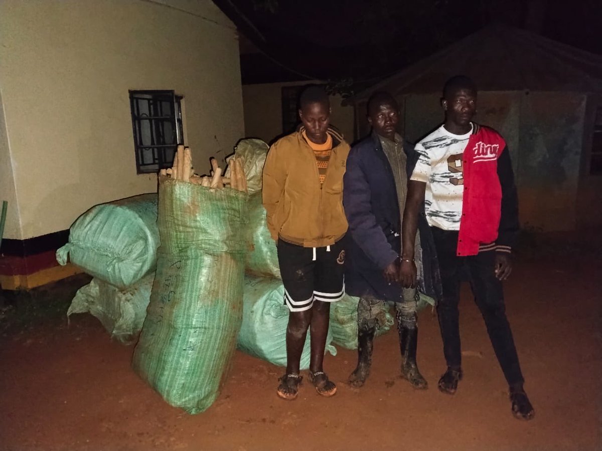 DCI_Kenya's tweet photo. 𝗔𝗥𝗥𝗘𝗦𝗧 𝗢𝗙 𝗧𝗥𝗔𝗙𝗙𝗜𝗖𝗞𝗘𝗥𝗦, 𝗥𝗘𝗖𝗢𝗩𝗘𝗥𝗬 𝗢𝗙 𝗡𝗔𝗥𝗖𝗢𝗧𝗜𝗖 𝗗𝗥𝗨𝗚𝗦 

In a well-coordinated intelligence-led operation law enforcement officers based in Busia Sub-County have intercepted a consignment of cannabis sativa worth millions.

Acting on a tip-off from members of the public, a joint team of officers descended on a residential house in Mabale area within Busia Township. 

A thorough search of the premises exposed a hidden stash: 15 huge gunny bags stuffed to the brim with cannabis sativa.

The haul weighed 780.95 Kilograms, with an estimated street value of Sh23,428,500.

Three suspects, Patrick Wandera Khasali, Simon Ogola Khasali and Dorine Glara Adongo were arrested during the operation.

The trio remains in police custody as detectives attached to the Anti-Narcotics Unit (ANU), Busia, take over investigations to unravel the source, intended destination and wider network behind the consignment.

#FichuaKwaDCI. Call 0800 722 203 (Toll-free) or WhatsApp at 0709 570 000 to report anonymously. Usiogope!