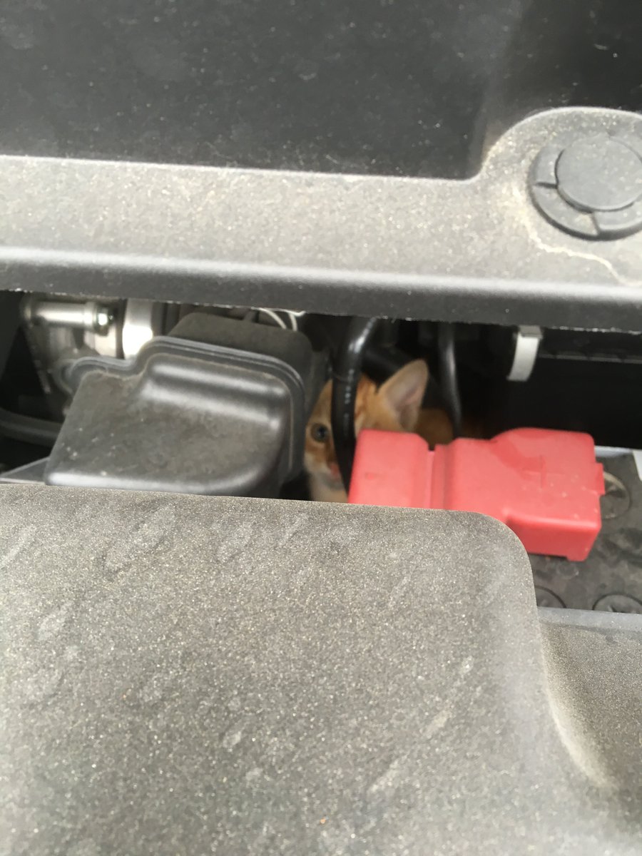 NP_kagawa's tweet photo. 猫バンバンでもお客様の車両から出てこなかったにゃんこ🐈
救出しようとした工場長が腕を引っ掻かれ、ぱんぱんに膨れ上がり、傷だらけ血だらけになりながらも何とか救出したこの子はその後、工場長の家の子になりました😌💕 https://t.co/cM4CUXffED