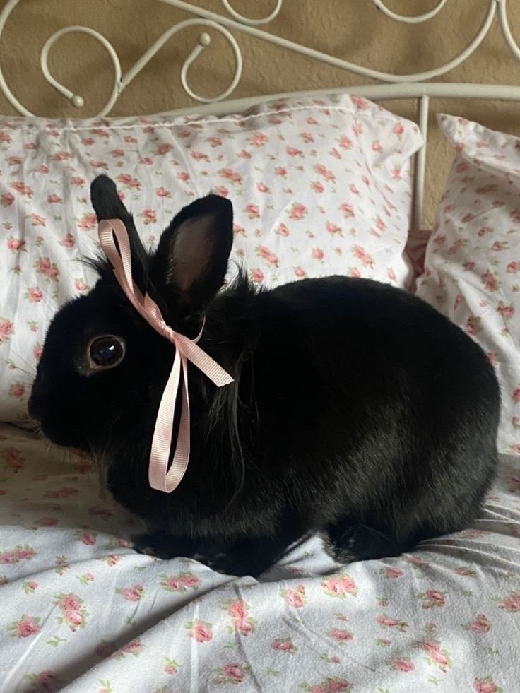 gojoiori__'s tweet photo. Catoru                                      bunny hime https://t.co/Xprtz6yXIC