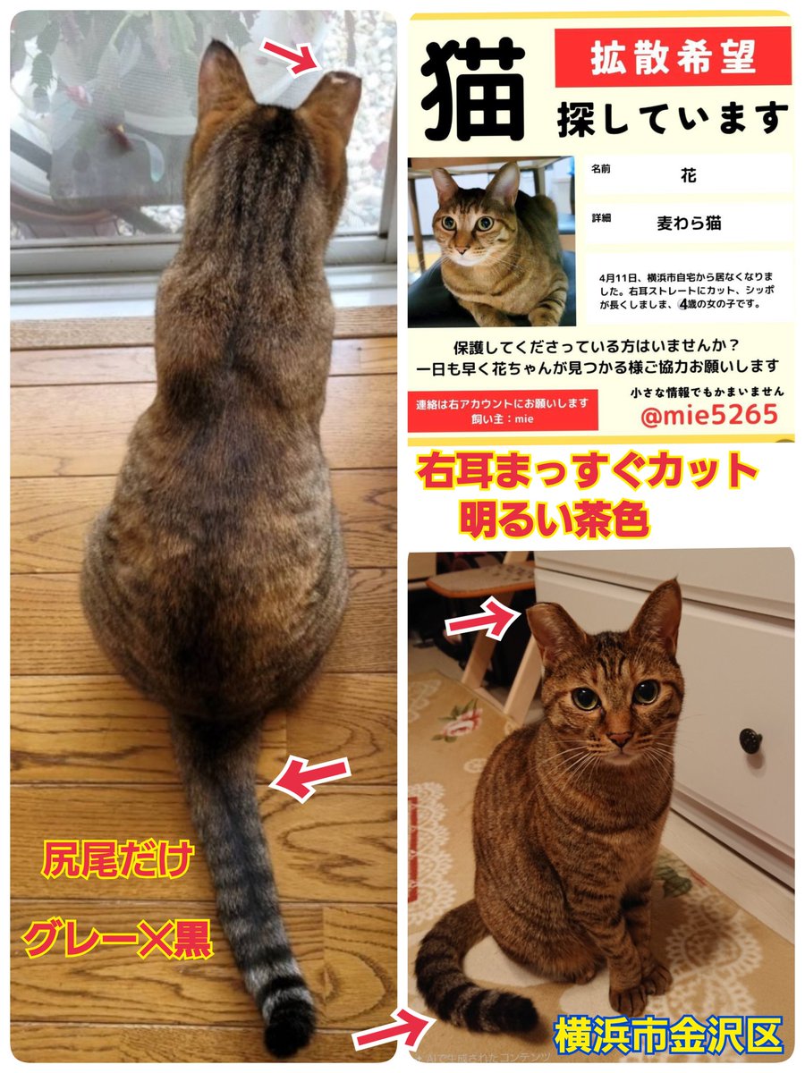 squirrelemi's tweet photo. 猫を探しています。花ちゃん4歳。明るい茶色、右耳がまっすぐカット、尻尾だけグレー✕黒の縞々模様です。すごく長い尻尾です。2024年4月11日横浜市金沢区富岡東の自宅から私の不注意で外に出てしまい迷子のままです。拡散、リポストのご協力ありがとうございます。
#猫を探しています
#拡散希望
#横浜 https://t.co/vzoC2gWsUD