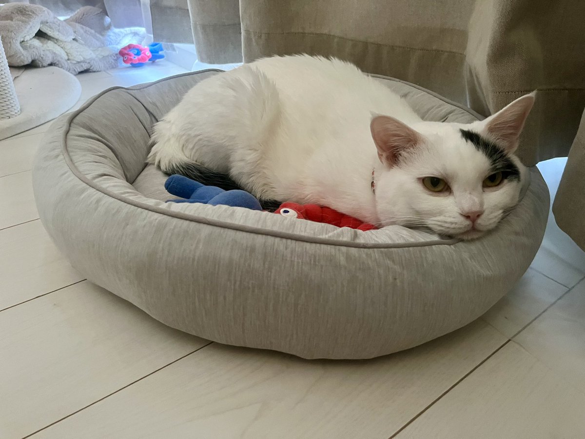 mameD_something's tweet photo. #世界猫の日
ねこさまは3年前の昨日、保護されたんだよなぁ…。ねこさまはもちろん関わってくださった皆さまも、暑かったろうなぁ…。ほんとにほんとに敬服であります。世界中のねこさんとねこさんに関わる人が幸せでありますように…🙏。 https://t.co/ZSj0owgGAP