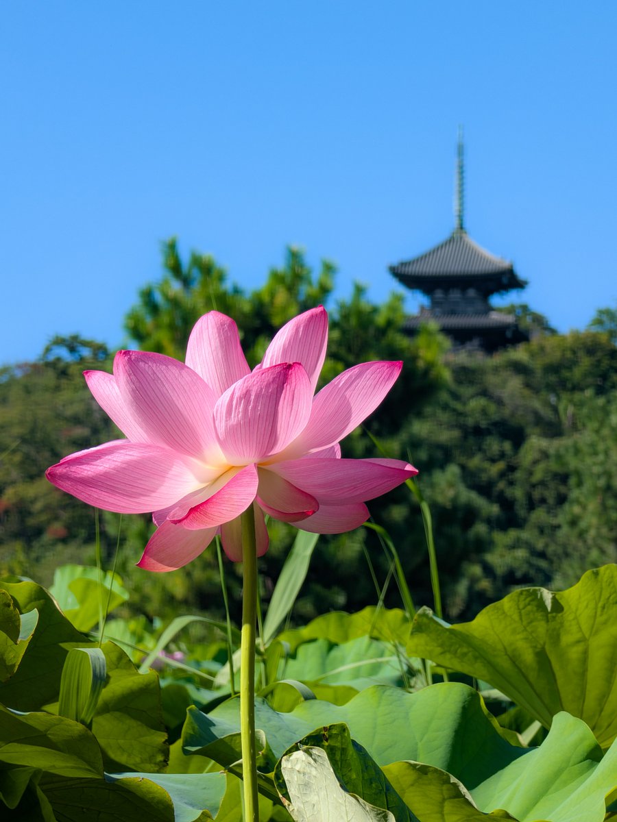 cai_ring222's tweet photo. 横浜・三溪園🪷早朝観蓮会
今年は蓮の生育がかなり遅く心配でしたが､結構咲いていてホッとしました👏
蓮の花シャワーにレインボー🌈 https://t.co/uQeg4fss1z