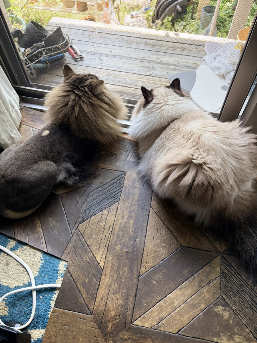 abcdgyahun's tweet photo. #世界猫の日 
世界中の猫ちゃん達が幸せでありますように🙏 https://t.co/Co9pCBgTpB