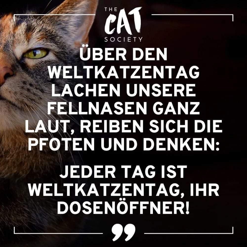 kukie2019's tweet photo. #Weltkatzentag 🐾🫶🐈😽❤️ https://t.co/eGVtVxoUmj