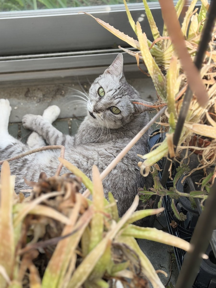 PinocoApollish's tweet photo. 最近よく行く園芸ショップの温室には猫がいる(=^x^=)

#猫がいる風景 https://t.co/jV9OSEwcZJ