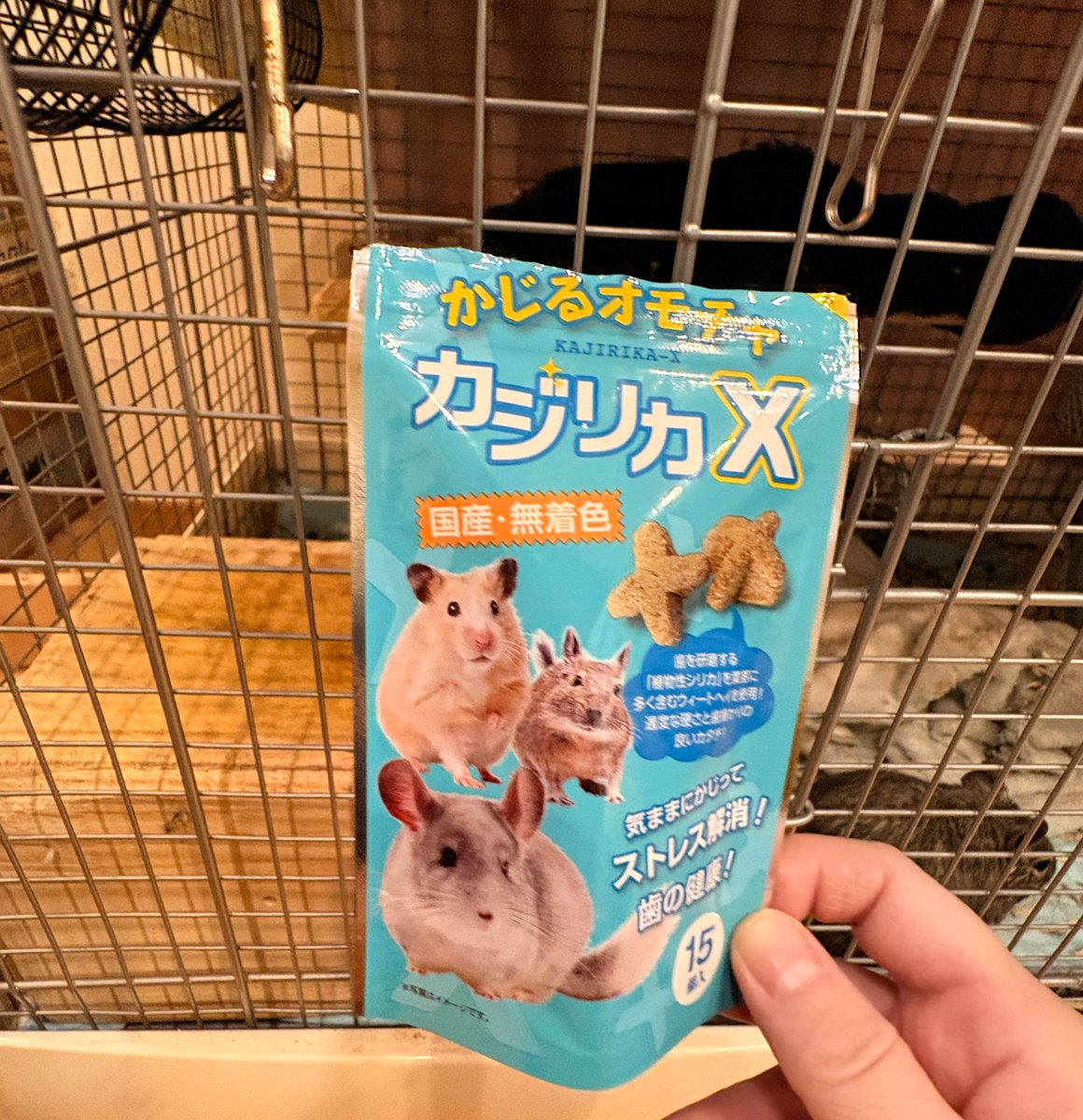 corydalis2's tweet photo. たまーにあげるおやつ
先代のロイはベジドロ派だったけど、
スイはベジドロあまり興味示さなくて
カジリカX派

あとキクイモチップス（母親が芋育ててチップスにして送ってくれる）とりんごの枝が好き❤️

来年も一緒にデグーの日過ごそうね https://t.co/84XrJu8cvZ