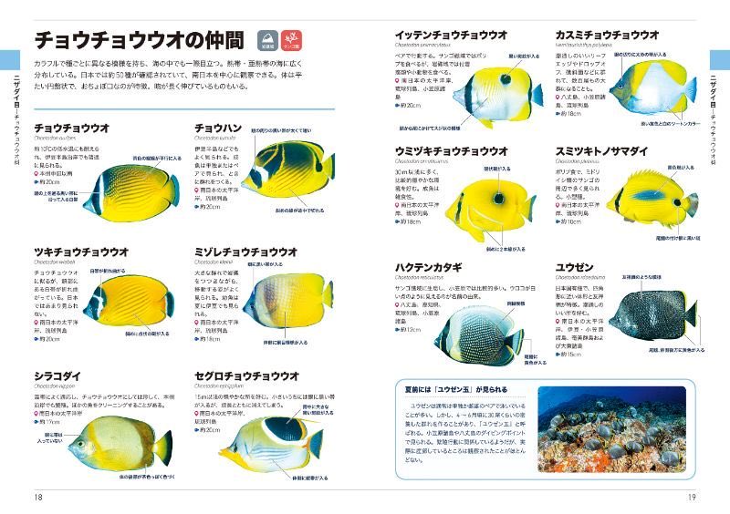 MD_marinediving's tweet photo. 『くらべてわかる海水魚』好評発売中！
水中カメラマン・堀口和重さん撮影の約550種を網羅❗️
ダイバー必見ですよ。👇
https://t.co/42S884q6MW

ログづけのときに、魚の名前を書こうと思ったけど、よくわからない……」
「スズメダイやチョウチョウウオなどの種の見分け方を知りたい」
ダイバーが会える種を中心に紹介していますよ‼️
詳しくはこちらをご覧下さい👇
https://t.co/42S884q6MW

マリンダイビングWEB無料メルマガ登録👇
https://t.co/rjA5wutKnE

#ダイビング
#魚
#ダイバー
#海