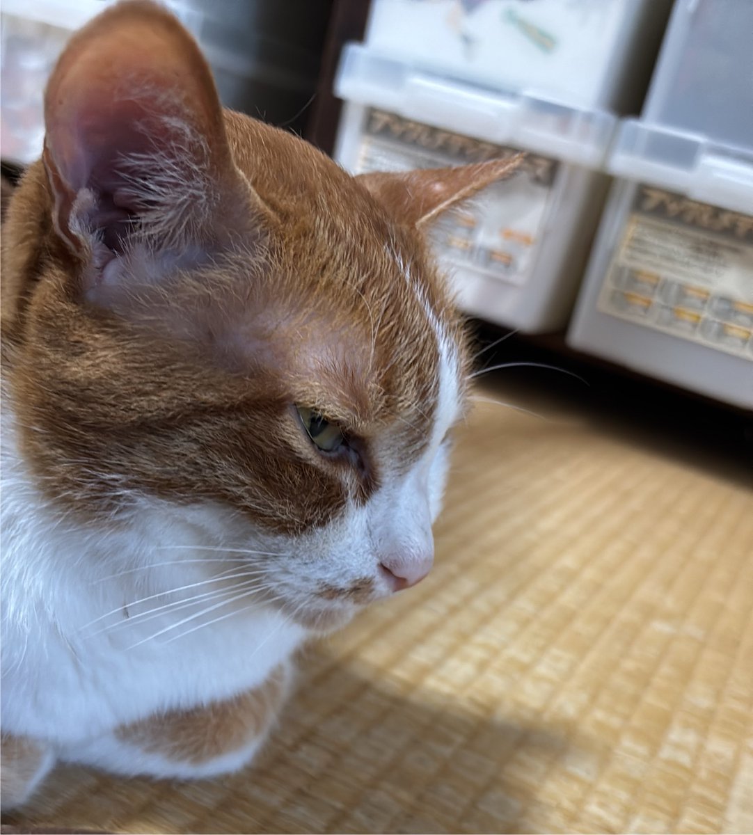 145hiyoco's tweet photo. 猫の日らしいので美味しいおやつを提供しましたが、🐈が最近飽きて食べなくなったお腹の調子を整えるカリカリもしっかりトッピングしておきました。完食。 https://t.co/pBazti3zi3