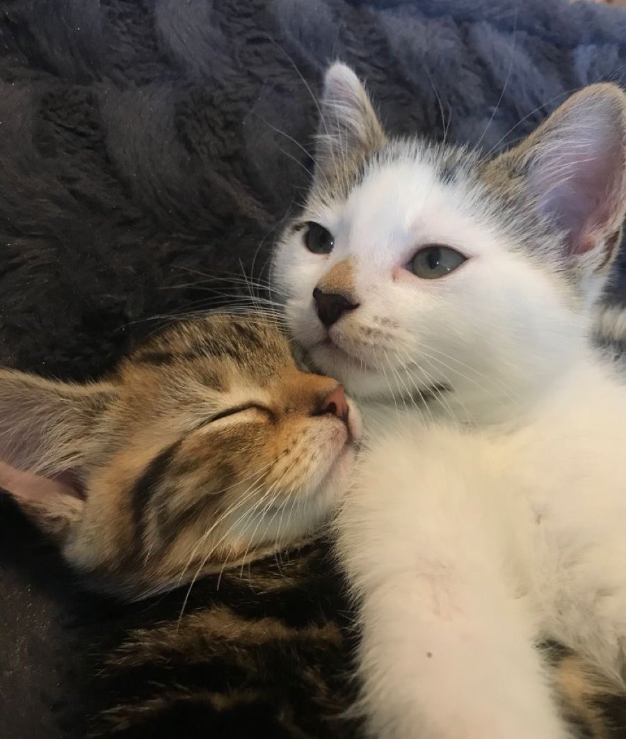 catsdotjpg's tweet photo. https://t.co/nDrJkJhs7W