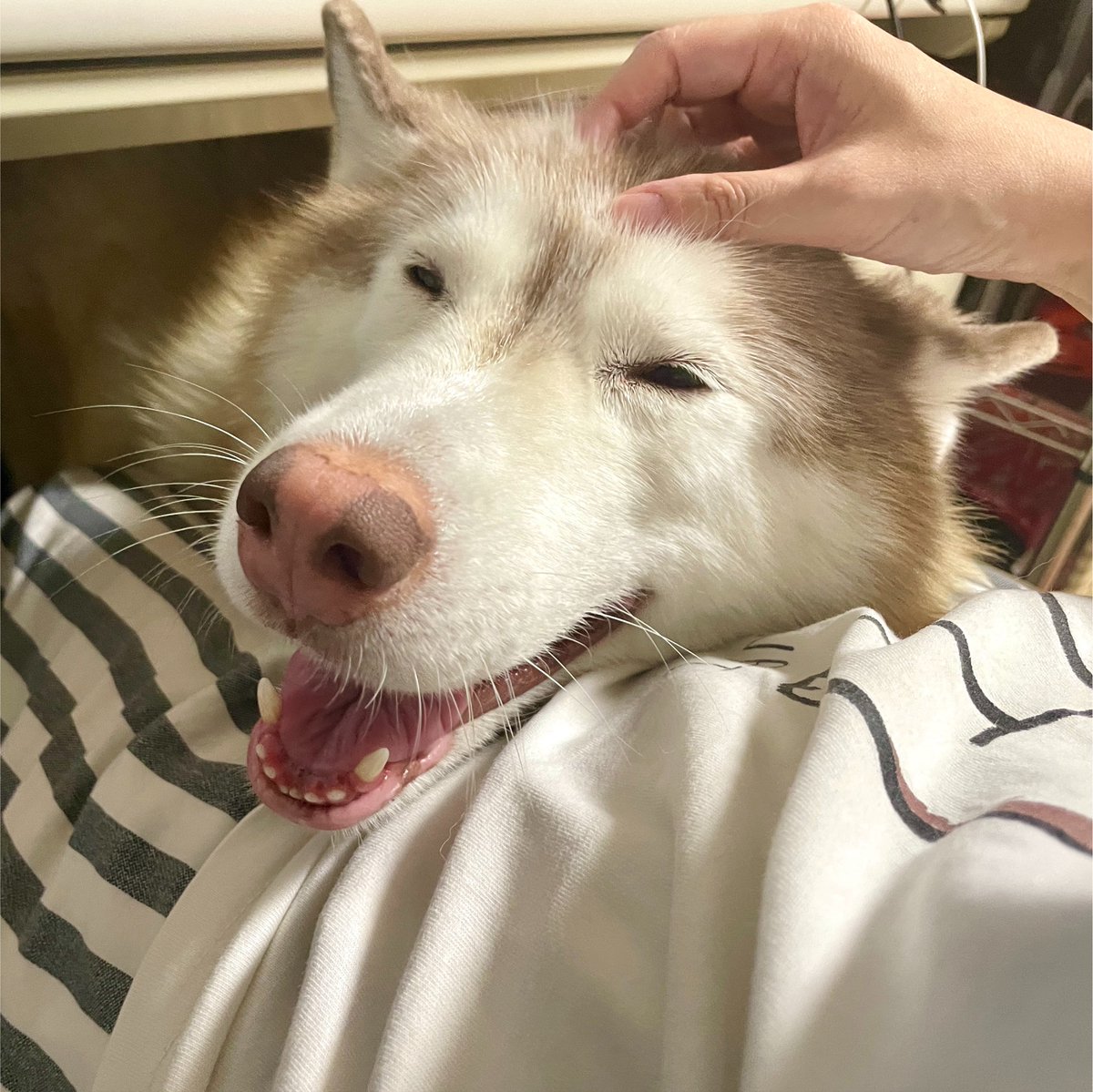 xxhama2's tweet photo. 私のことが大好きなんだろうなってのが伝わってきますね https://t.co/DOWuiQtqoX