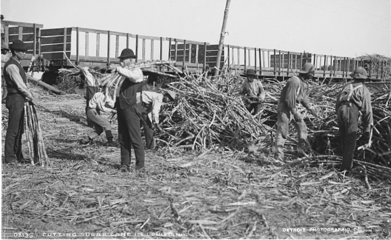 blackJournals01's tweet photo. In 1887, Black sugar workers in Louisiana went on strike. Their demand: about $1.25 a day, paid in MONEY, instead of company scrip.

The answer was a massacre.

Ten thousand workers, organized with the Knights of Labor, walked out of the cane fields at harvest. Planters called in the state militia. Then, when the militia withdrew, armed white vigilantes sealed off the town of Thibodaux and went door to door through the Black quarter.

At least thirty-five men, women, and youths were killed; credible estimates run far higher, into the uncounted.

Strike leaders were singled out and executed. Survivors fled to the swamps.

Prosecutions: none. Ever. Black workers were murdered for demanding to be paid fairly—and no one was ever held accountable.

And it wasn't an isolated case. Our book documents up to 150 cases of racial violence, massacres, and injustices that were never truly answered for https://t.co/V6OJtazidd
