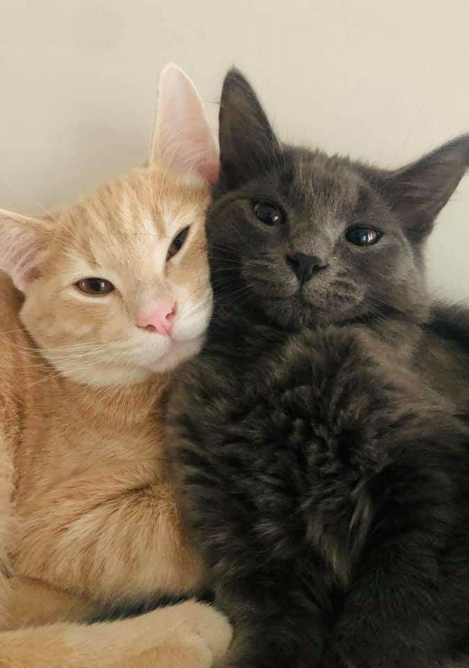y1june's tweet photo. happy international cat day! https://t.co/DkkyuOhLEP