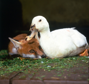 SortThemDucks's tweet photo. @SoulFoxGaming I gotchu homie https://t.co/Bq8p9dZcz2