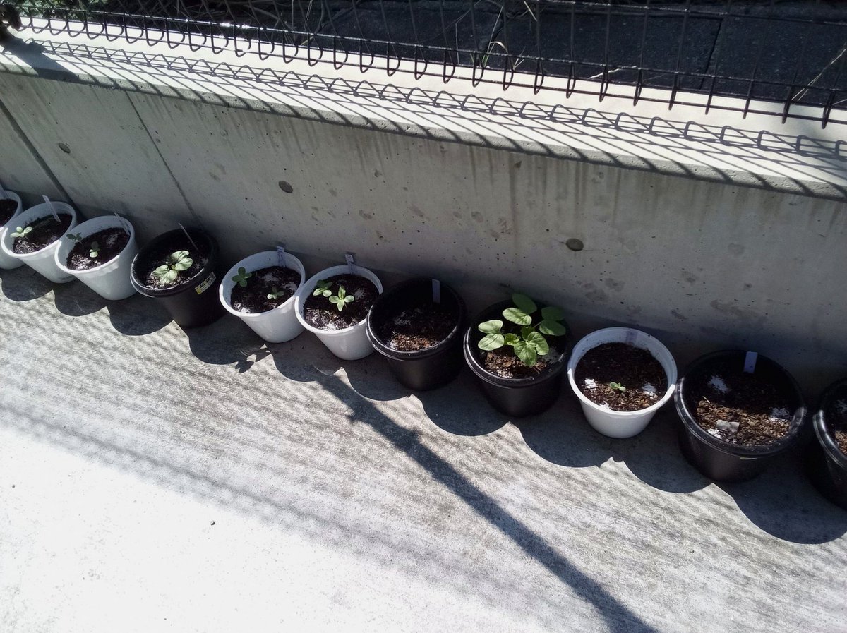 ResenhaSao's tweet photo. これのタコライス作ろうと思って5年くらい過ぎたけどまだ作ってない
・タコミートを半分玉ねぎのみじん切りに置き換える
・飯を白滝に置き換える
・チーズをカッテージチーズにする
これで無限に食えるタコライスにしようと思ったがまだやってない
このチャーハンみたらいけそうな気がしてきた https://t.co/Du57OjUtgM