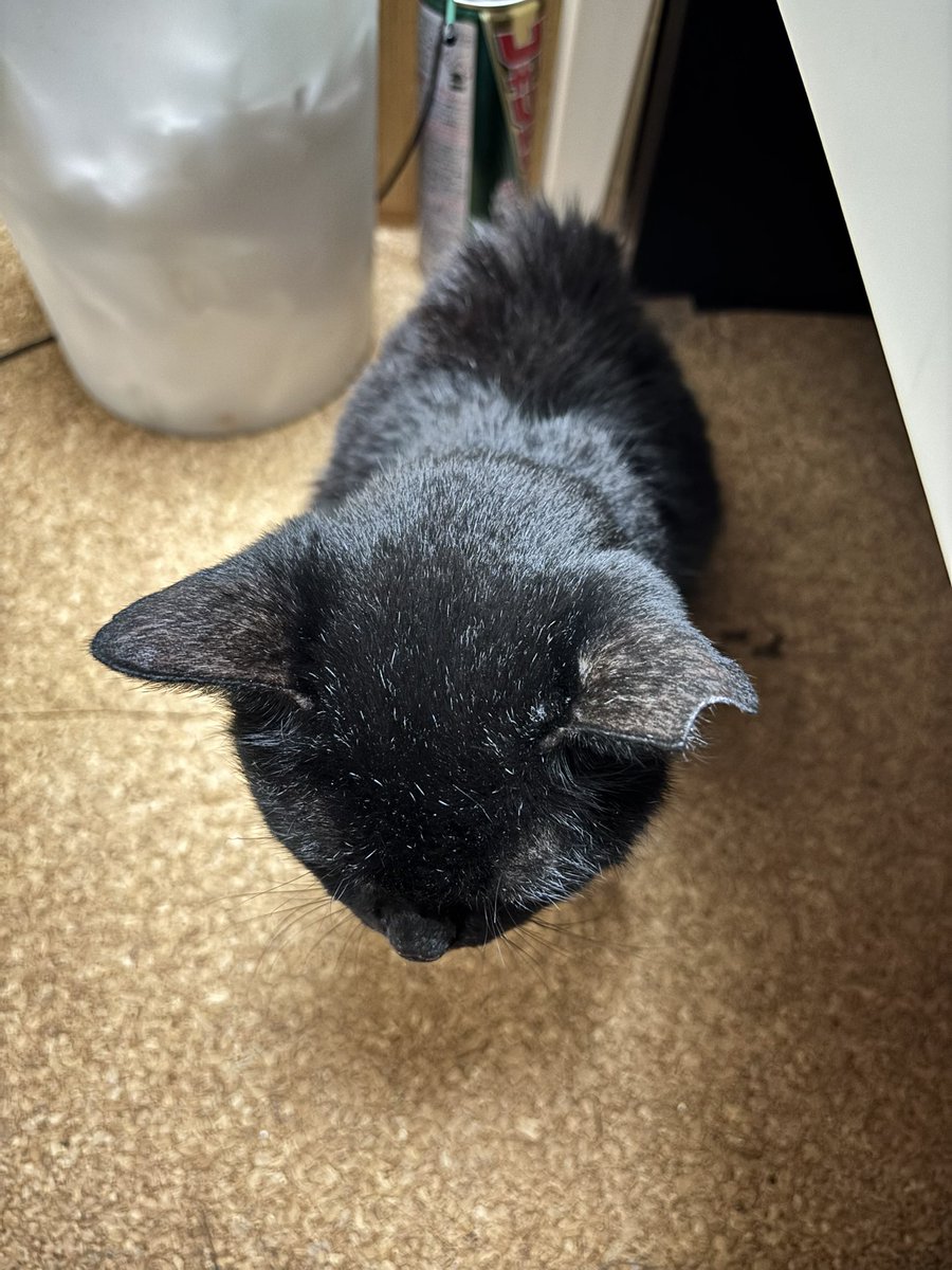 kagei08's tweet photo. #世界猫の日 だいぶ足腰が弱ってきたけど、まだまだ一緒に頑張ろうな
愛してるよ https://t.co/RSVhG20NmR