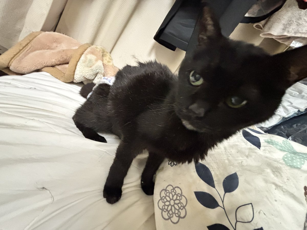 kagei08's tweet photo. #世界猫の日 だいぶ足腰が弱ってきたけど、まだまだ一緒に頑張ろうな
愛してるよ https://t.co/RSVhG20NmR