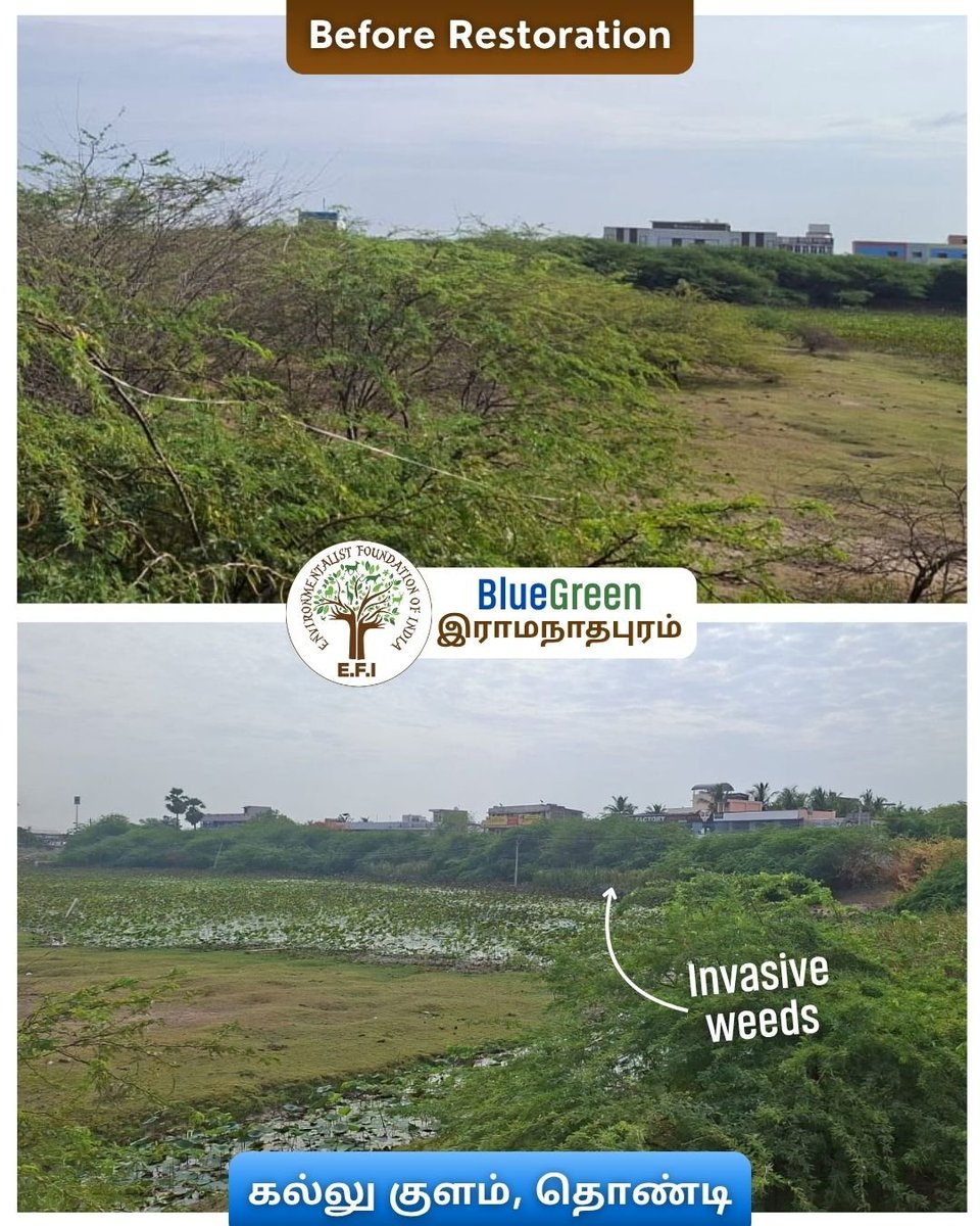 EFIVolunteer's tweet photo. π§ E.F.I.βs #BlueGreenRamanathapuram begins with the restoration of Kallu Kulam, #Thondi. Inaugurated by District Collector M. Sivaguru Prabhakaran, I.A.S., this initiative brings hope for water conservation and ecological revival.
#EFI #LakeRestoration #WaterConservation https://t.co/x3KSPhJDP4