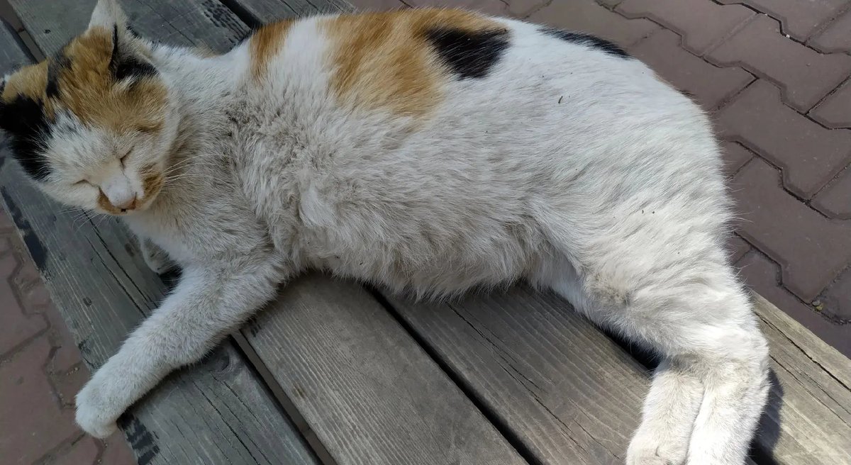 Faeos1's tweet photo. Watch your tiny kitten turn into a fluffy cuddle bug in just 8 weeks—growth magic never gets old! https://t.co/2CNU3PdQtJ
