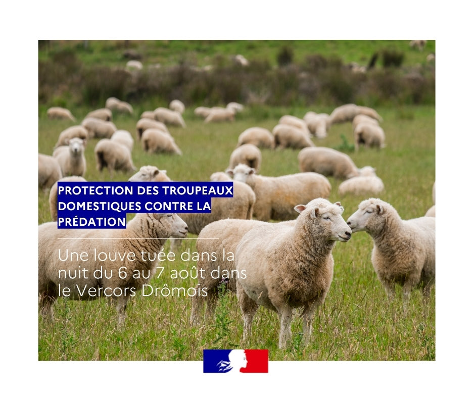 Image de Préfète de la Drôme - 🐺 Protection des troupeaux
Dans la nuit du 6 au 7 août, une louve en situation d'attaque sur un tr