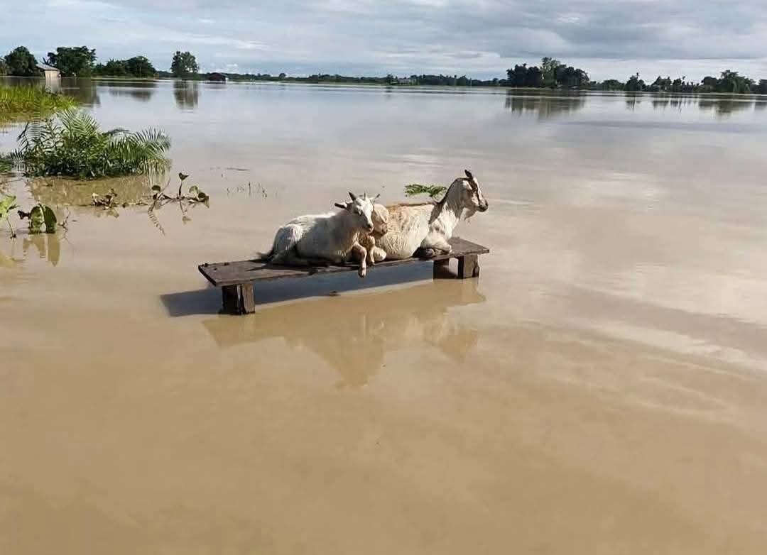 AlongImna's tweet photo. Northeast India is facing floods, landslides, cloudbursts and extreme rainfall more frequently. 

But why?

Is it climate change?
Is it deforestation and unplanned development?
Is it changing rainfall patterns?
Or are we simply not prepared for a changing climate?

The Northeast has always lived with nature - but is nature now changing faster than we can adapt?
