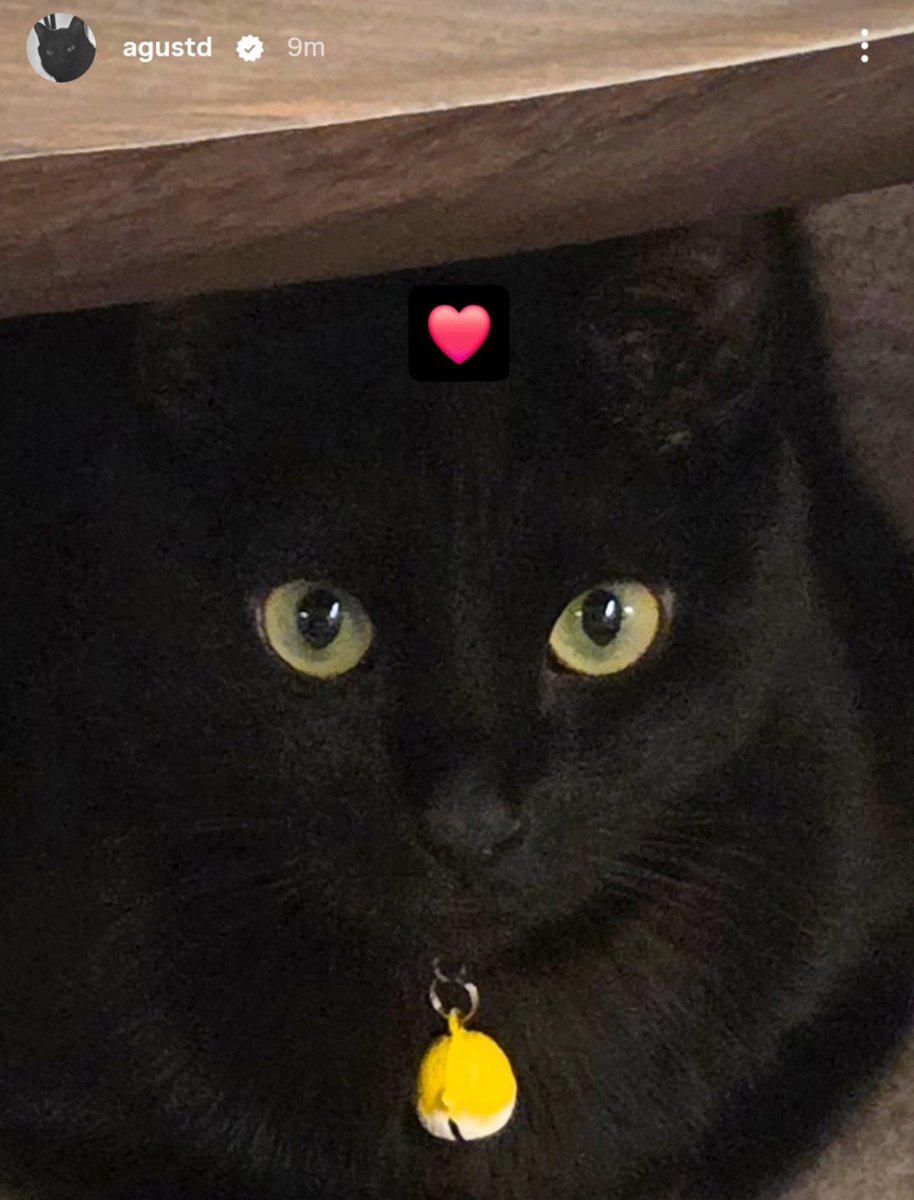 sugatradamus's tweet photo. tangie got yoongi wrap around his cute paws and dragon eyes https://t.co/QX822fCliy