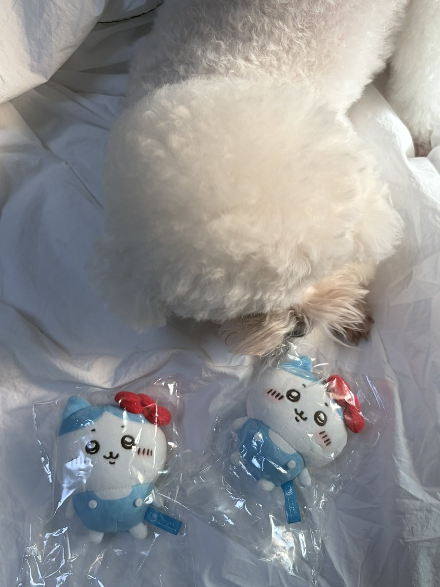 rakkositte's tweet photo. 행복 https://t.co/JbLB1k8e4s